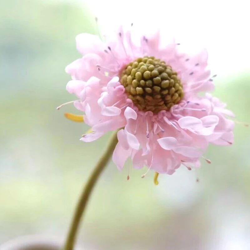 Scabiosa Stamen Heart Flower Veiner Silicone Mold Fondant Sugarcraft Gumpaste Resin Clay Water Paper Cake Decorating Tools M2396