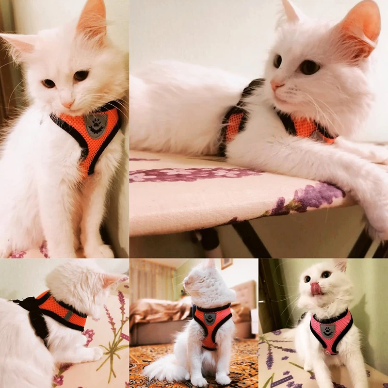 Cat Harness Vest Walking Leash Para Puppy Dogs Collar Poliéster Ajustável Malha Dog Harness Para Small Medium Pet Acessórios