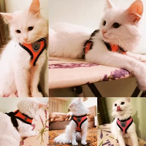 Koşum kedi, tasma kurşun yürüyüş, köpek tasması, polyester, örgü-ayarlanabilir-evcil hayvanlar için aksesuarlar-küçük ve orta ölçekli 8 en çok satılan chiquito-no. 5