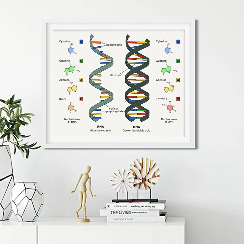 Human Dna And Rna C…