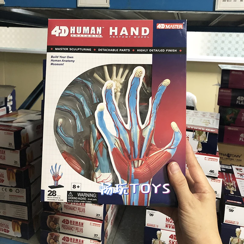 4D MASTER 26057 Human Hand Skeleton Anatomical Model Anatomy DIY Gift Children Puzzle Educational Model Internal Organs