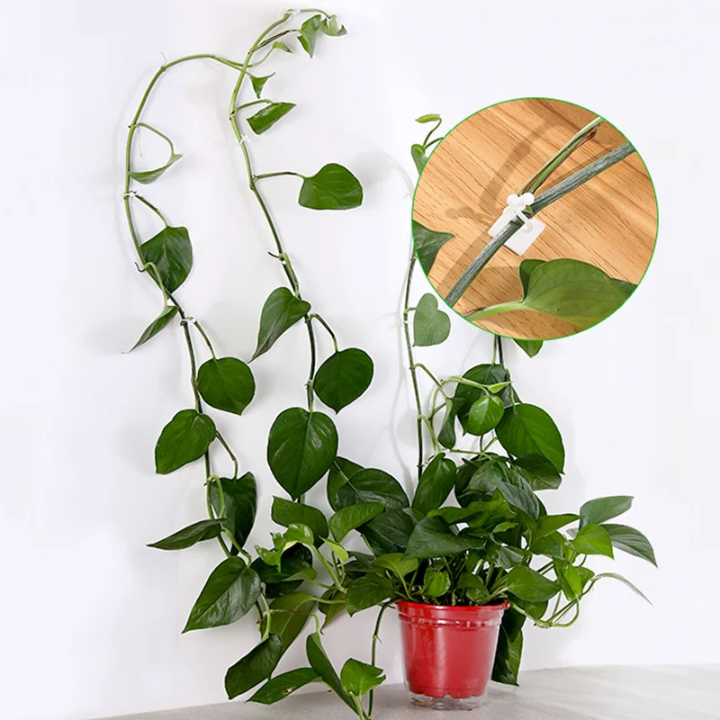 10pcs Self-adhesive cable clamp Holder desk Wire organizer Invisible plant support clip Vine Climbing Wall Fixer Sticky Hook