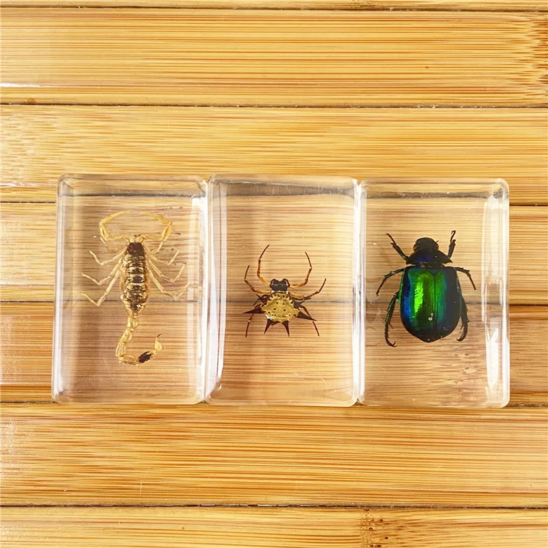 Nieuwe Stijl Handgemaakte Epoxyhars Insect Presse-papier Transparant Amber Insect Specimen