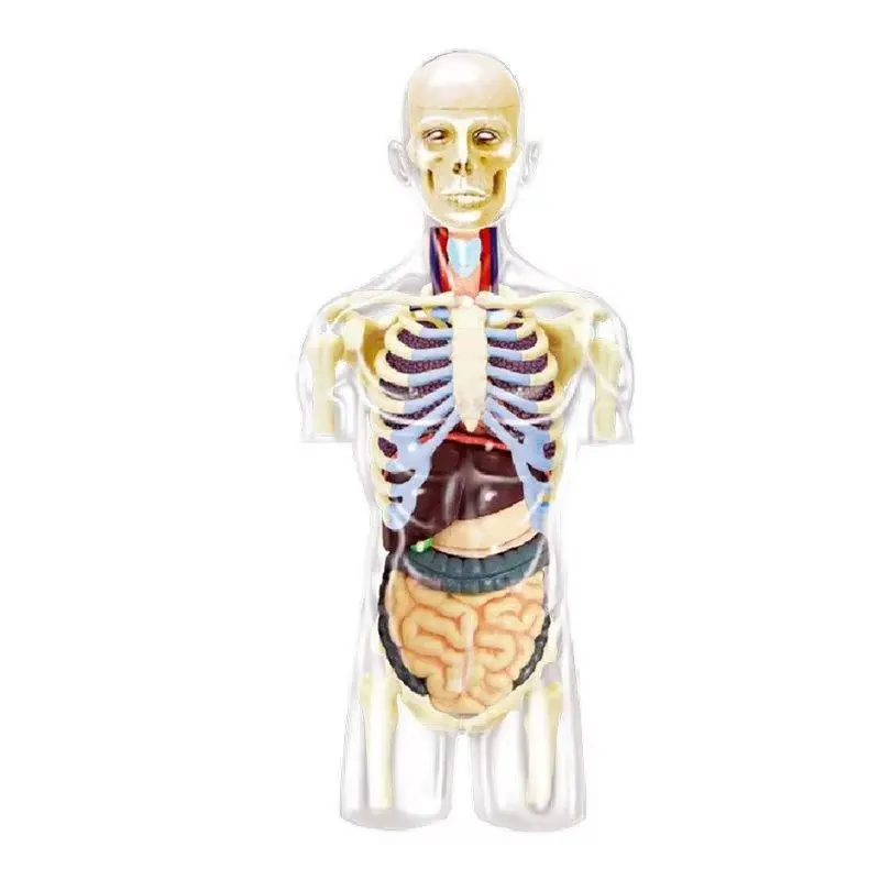 Assembled Transparent Human Torso Human Anatomy Model 4D Bust Male Body Head Musculoskeletal Anatomy Science Model