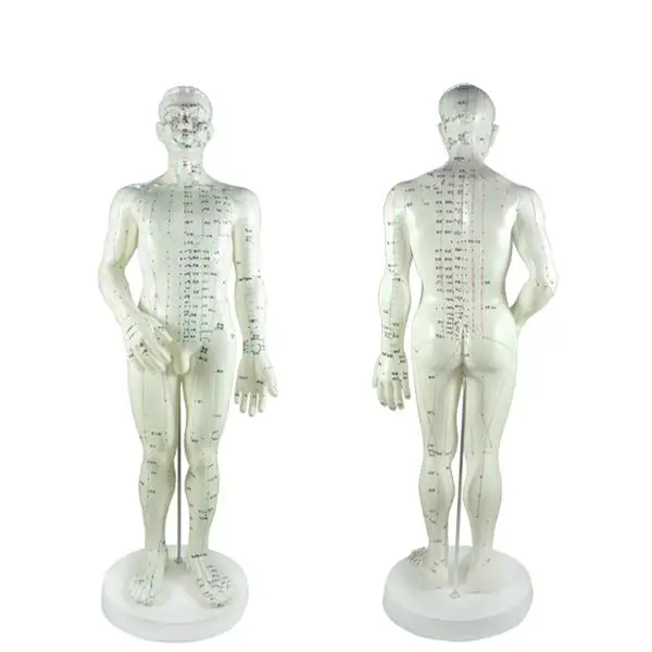 50cm English Words Human Acupuncture Meridian Points Model Male or Female Acupoint Model User Manual Included