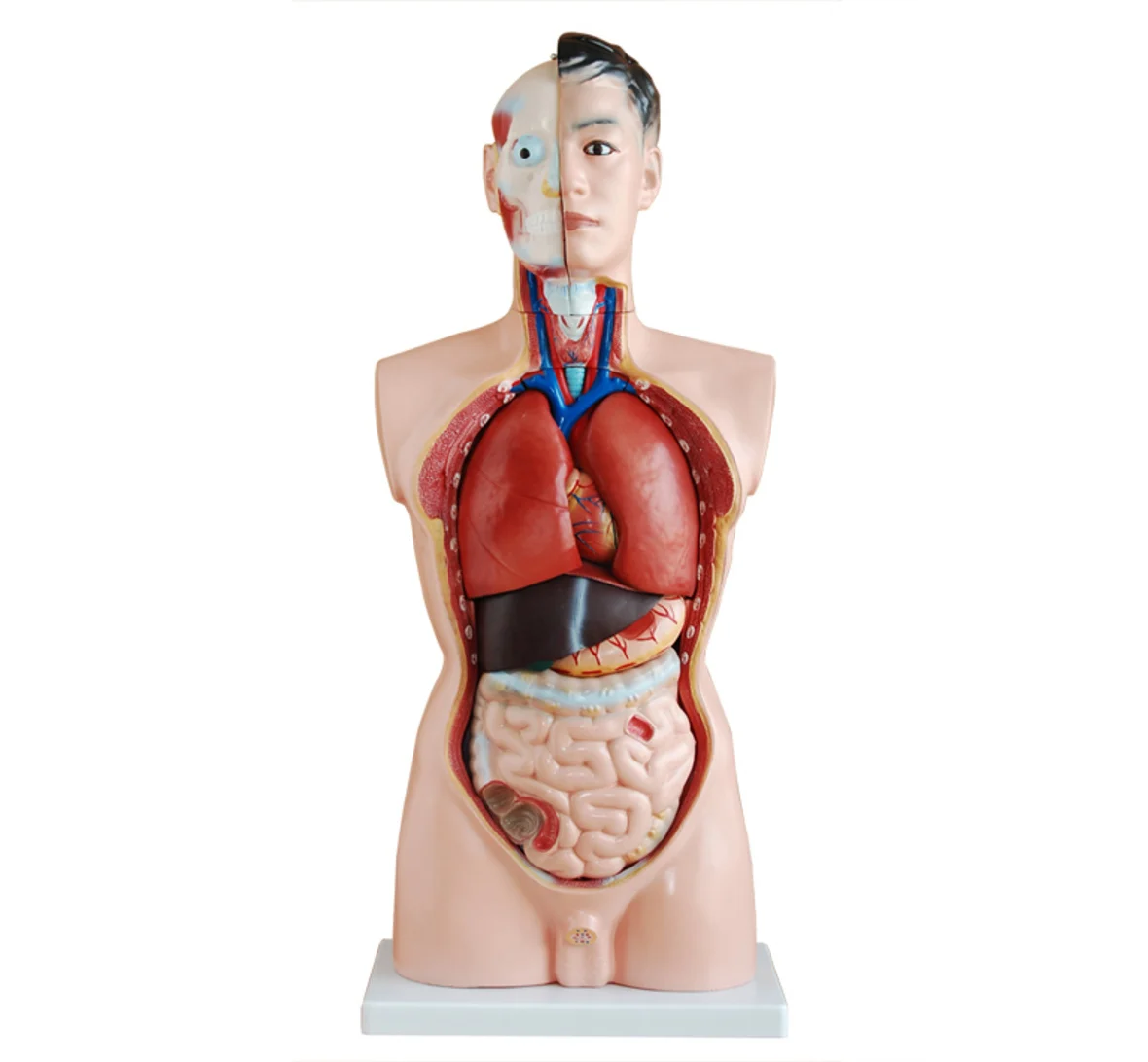 85CM Male Torso with Internal Organs 19 Parts, Human Torso model