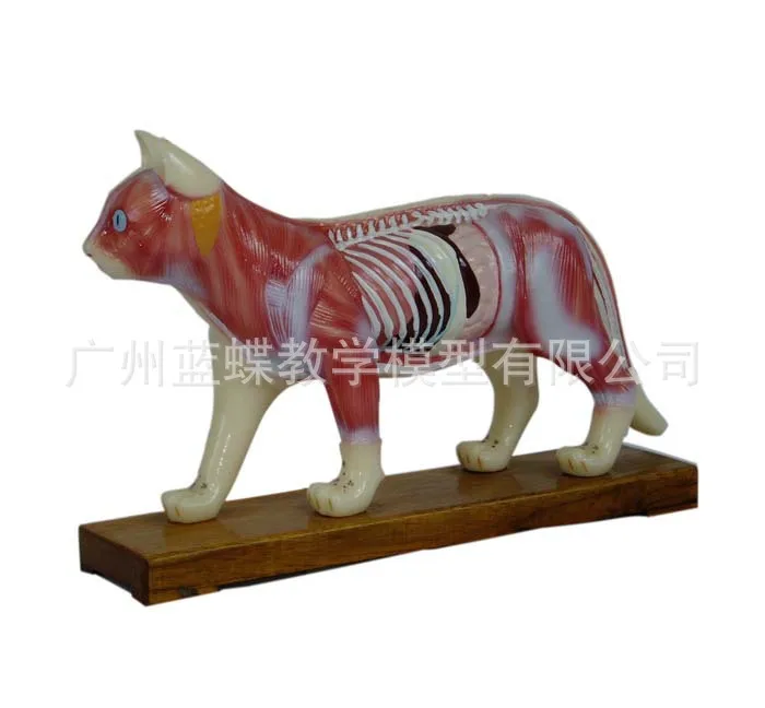 

Animal Skeleton Cat Acupuncture Anatomical Acupoint Nursing Massage Model Veterinary Medical Supplies