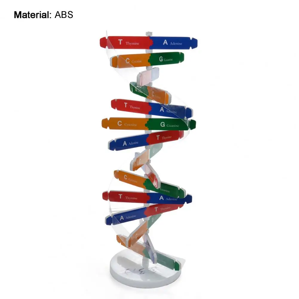 DNA 모델 더블 나선 구조 교육 장난감, ABS 더블 나선 DIY 인체 유전자 생물 과학 학습 도구, 어린이 선물