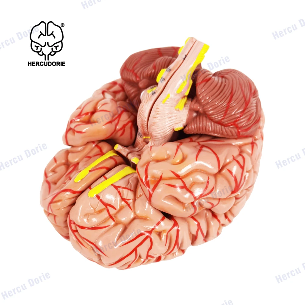 Human Brain Model for Teaching Neuroscience with Vessels Life Size Anatomy Model for Learning Science Classroom Study Display Me