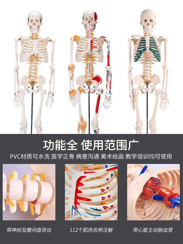 85/180cm human skeleton model detachable muscle spine model white skull specimen