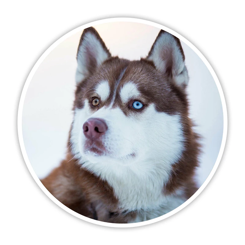 

S60086# Siberian Husky Dog Puppy Self-adhesive Decal Car Sticker Waterproof Auto Decors on Bumper Rear Window Laptop Choose Size