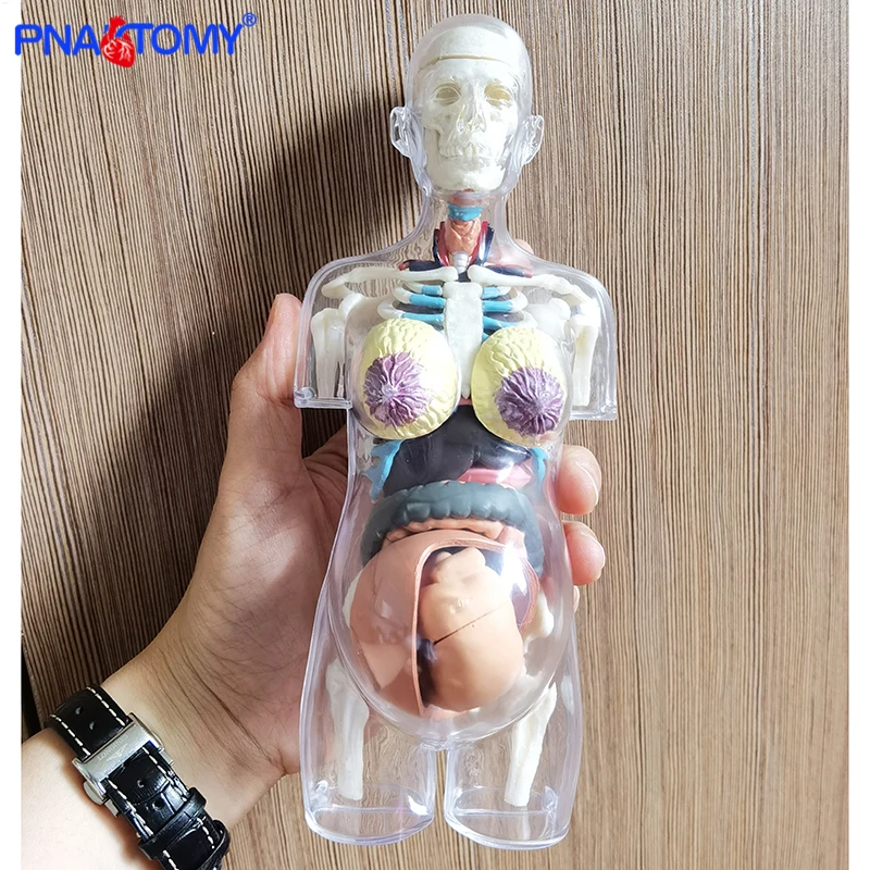 Anatomie transparente 4D Biens TER du corps humain, jouet d\'assemblage de puzzle, modèle de science médicale anatomique de grossesse