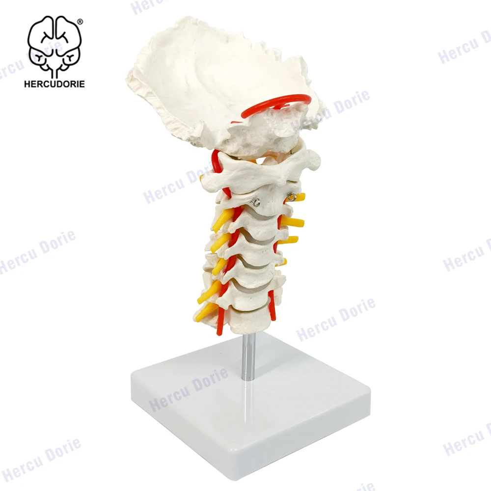 Human Anatomical Model Cervical Vertebra Model Cervical Spine with Neck Artery Occipital Bone Disc and Nerve ModelFlexible