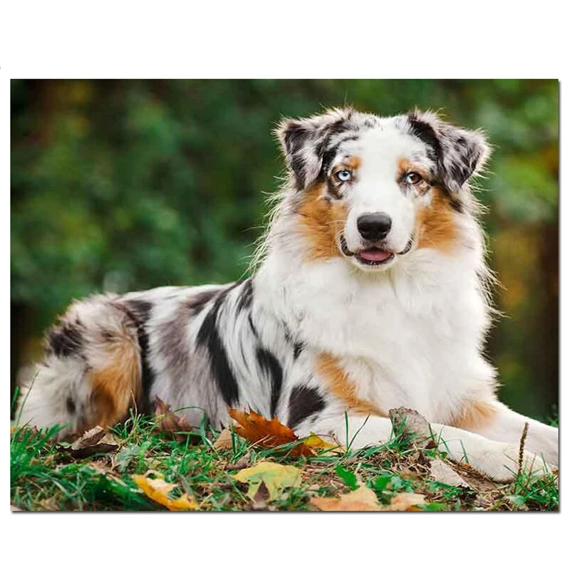 Australian Shepherd Diamond Painting animal IQ number one dog Diy 5D Diamond Embroidery Full Square Circle Drill StickerZP-2855