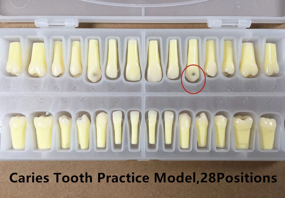 3 sztuk/partia próchnica zębów praktyka Model nauczania praktyka 28 pozycji UL UR LL LR ze śrubami