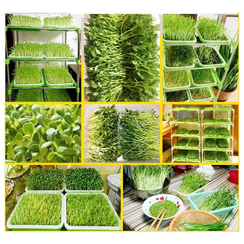 Seed Sprouter Tray BPA Free PP Soil-Free Wheatgrass Grower Lid Plate Hydroponic