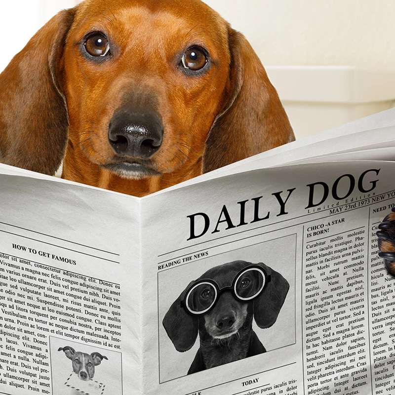 Dog Reading Newspaper Toilet Wall Art Canvas Poster Prints Funny Dog Painting Wall Picture Home Bathroom Decor Dogs Lover Gift