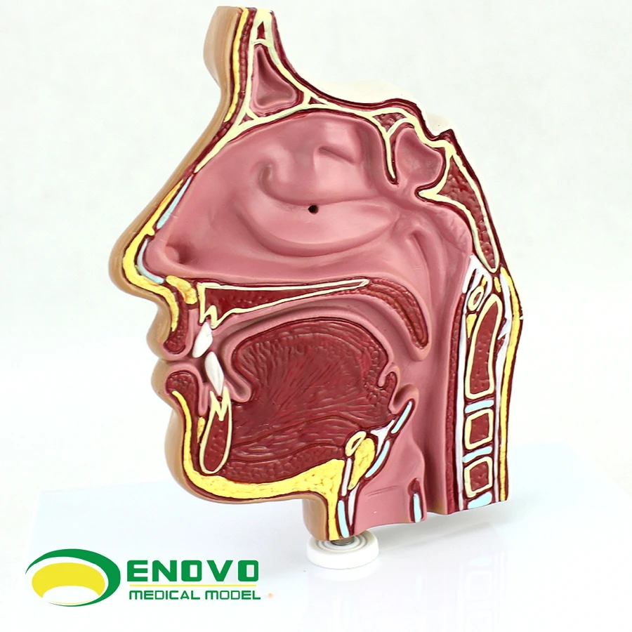 Anatomy of Human Nasal Cavity