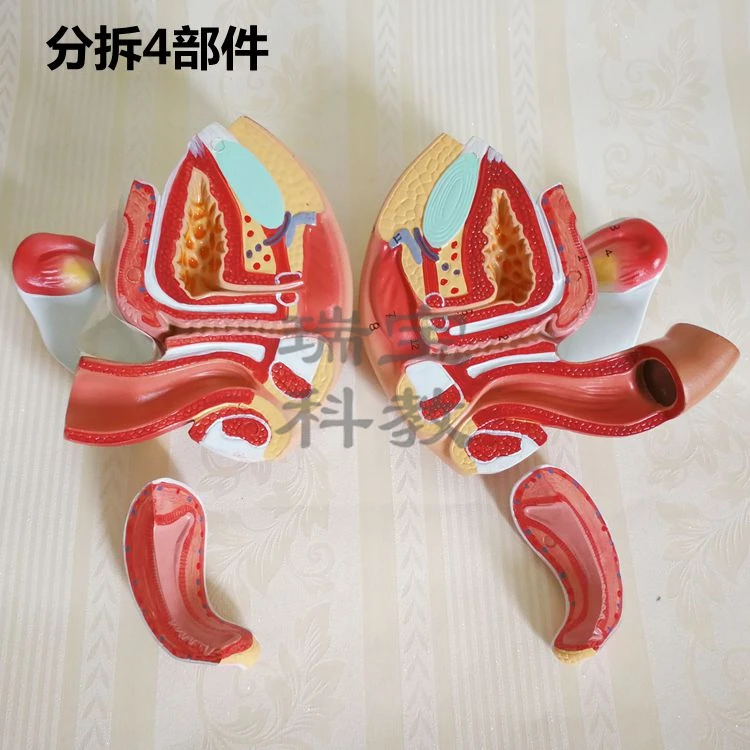 Female genital model perineum pelvic genitourinary system ovarian planning gynecological postpartum repair