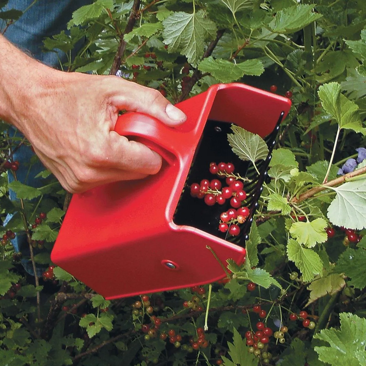 Tragbare Beerenpflücker, Metallkamm, Rechen, Obstpflücken, Schaufelgriff, Blaubeer-Sammlung, Erntemaschine, Pflücken, Gartenwerkzeug – Detail 13
