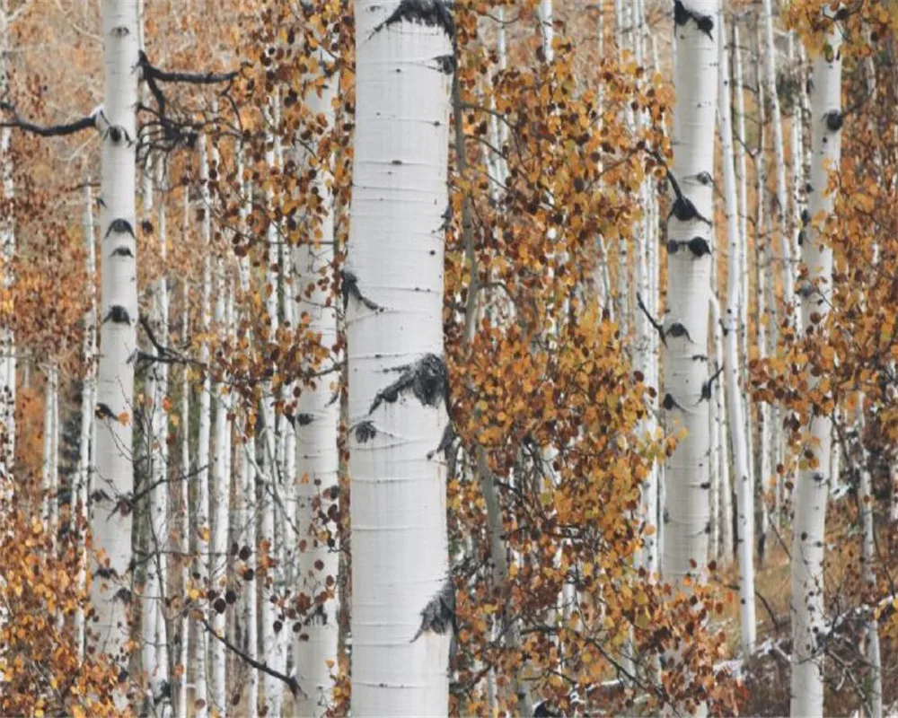Custom photo wallpaper birch tree forest Snow scenery mural home decoration living room bedroom background wall 3d wallpaper