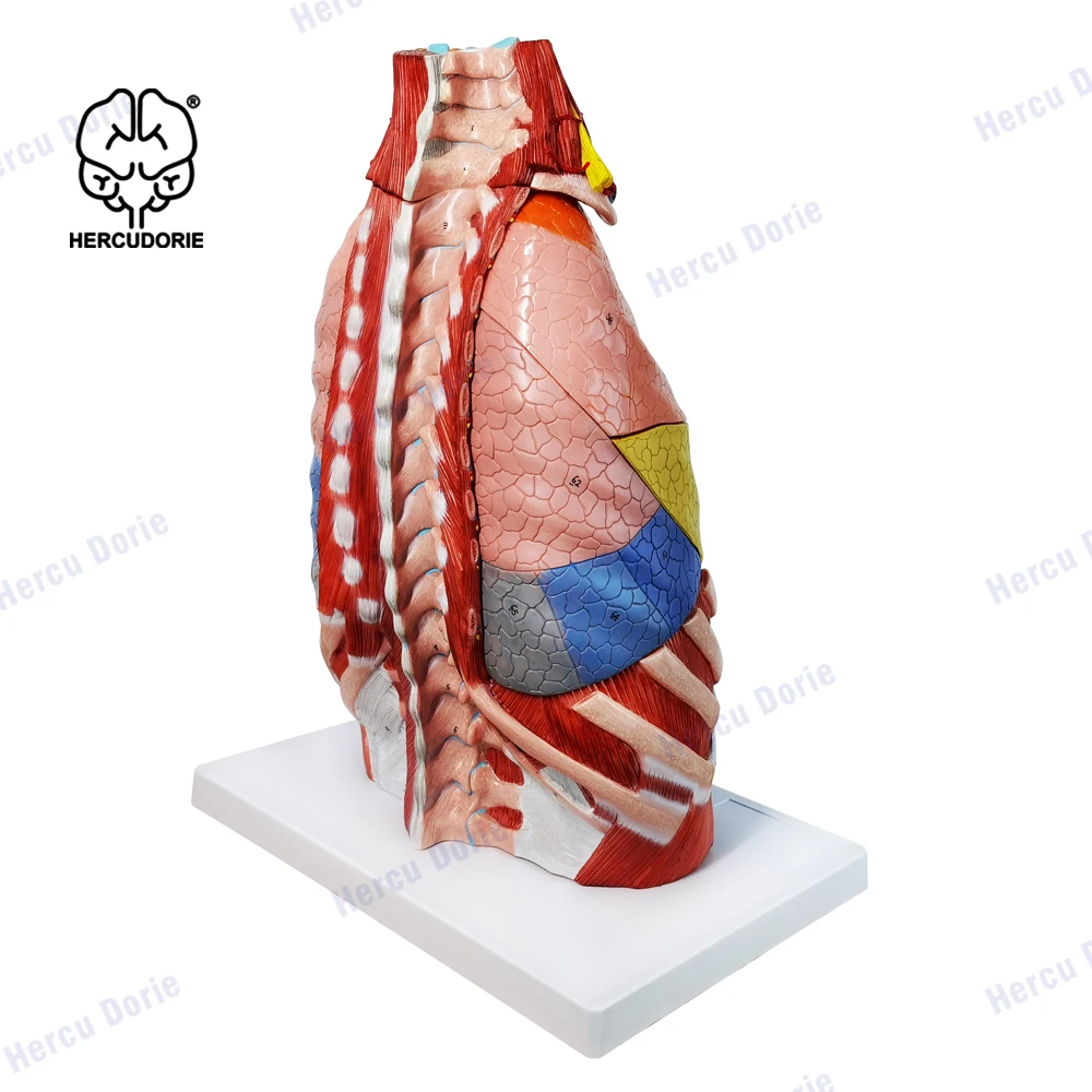 Menselijk Thoracale Vsceral Anatomisch Model, Hart, Lever, Longen, Luchtwegen Model, Medisch Onderwijs Model