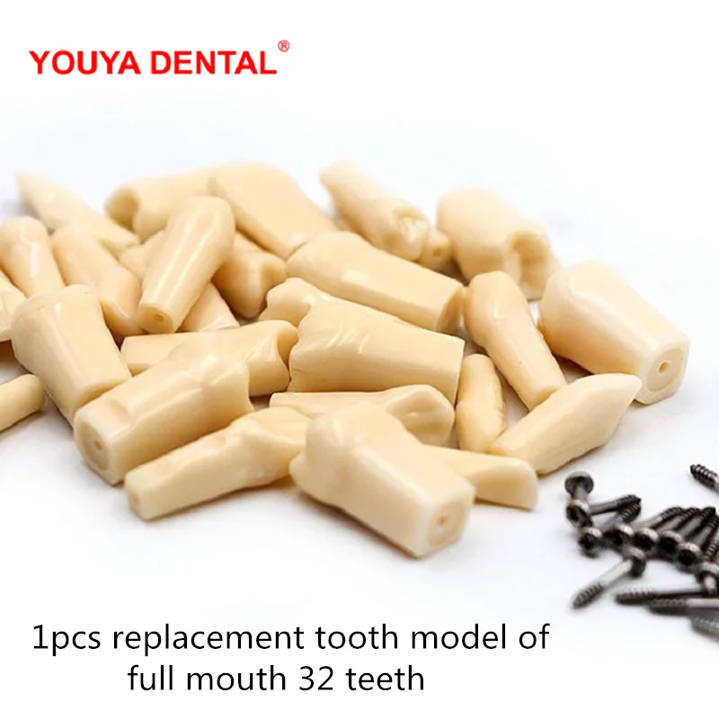 1pc Dental Tooth Model For Filling Training Practice Simulation  Replacement Teeth Model Teaching Dentist Exam Material Supplies