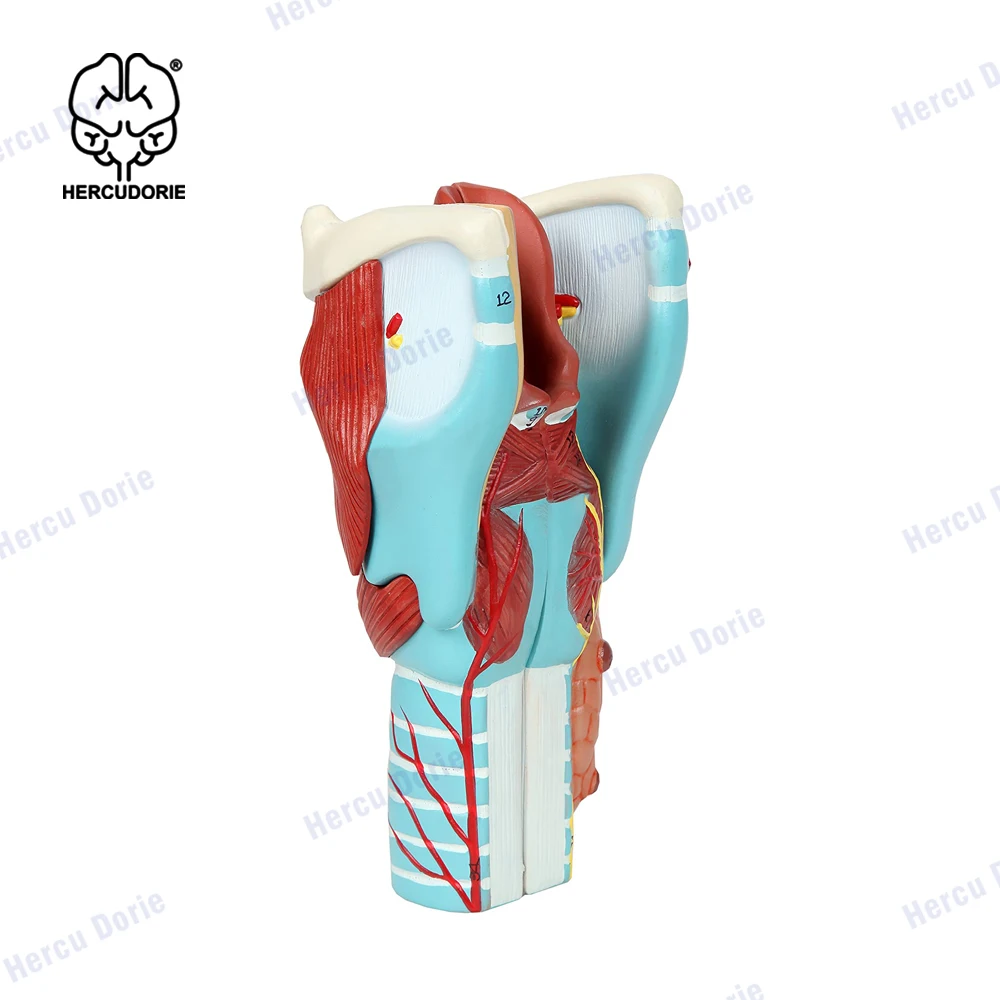 2X Enlarged Human Throat Model, Anatomically Accurate Throat Model Human Throat Anatomy for Science Classroom Study Display Teac