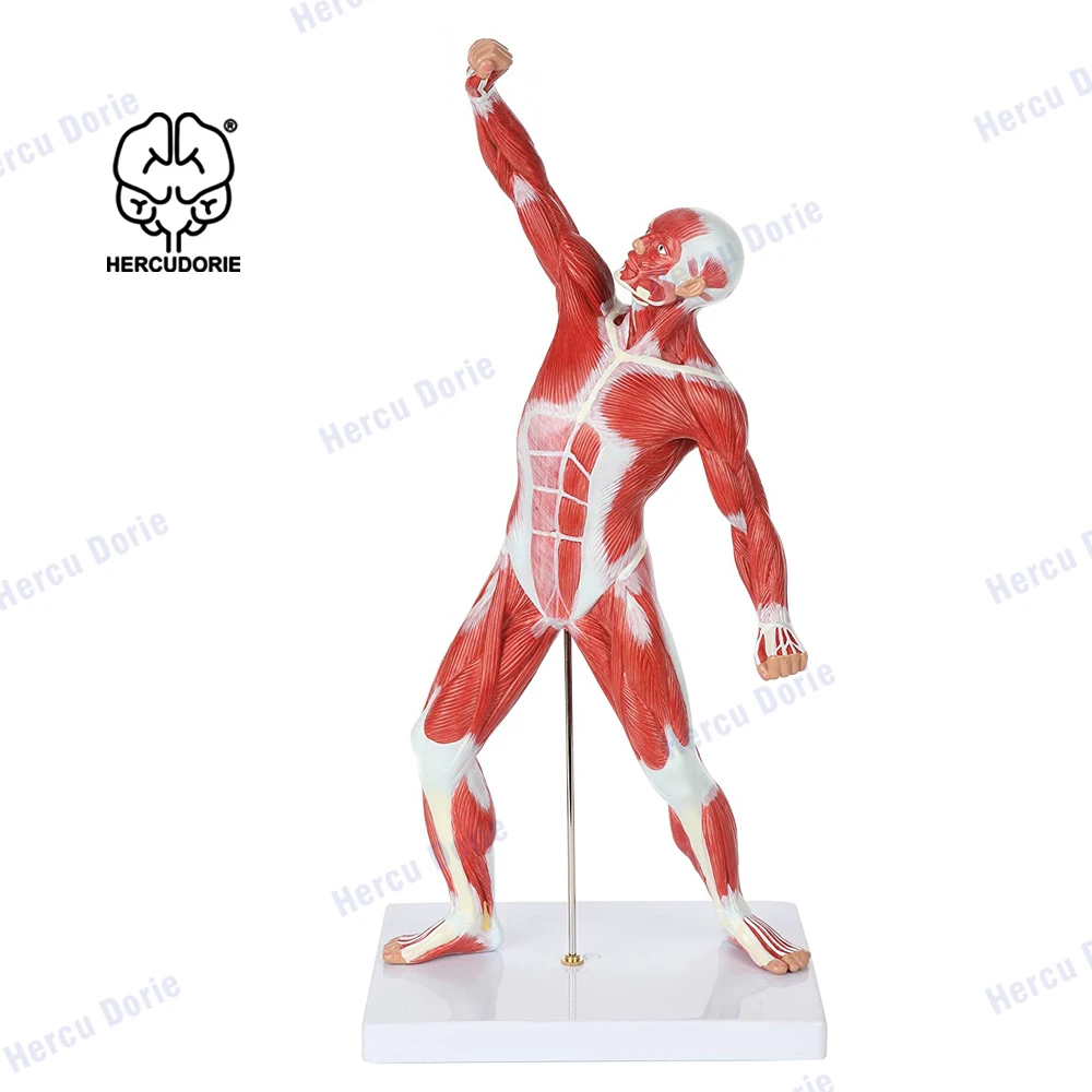 Scientific Miniature Muscular System Model, 20” Human Muscles Anatomy Model Displaying Superficial Muscle Anatomy and Structure