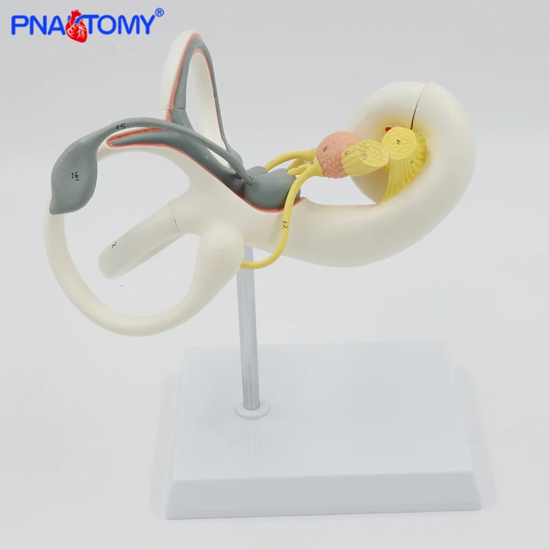 Enlarged Human Ear Labyrinth Model Inner Ear Anatomical Model Sense Organs Detachable Medical Teaching Tool Hospital Use