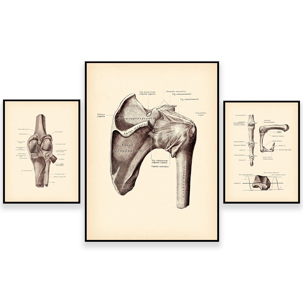 Vintage anatomy, knee joint, shoulder joint, finger joint, bone, chiropractic clinic physiotherapist gift poster