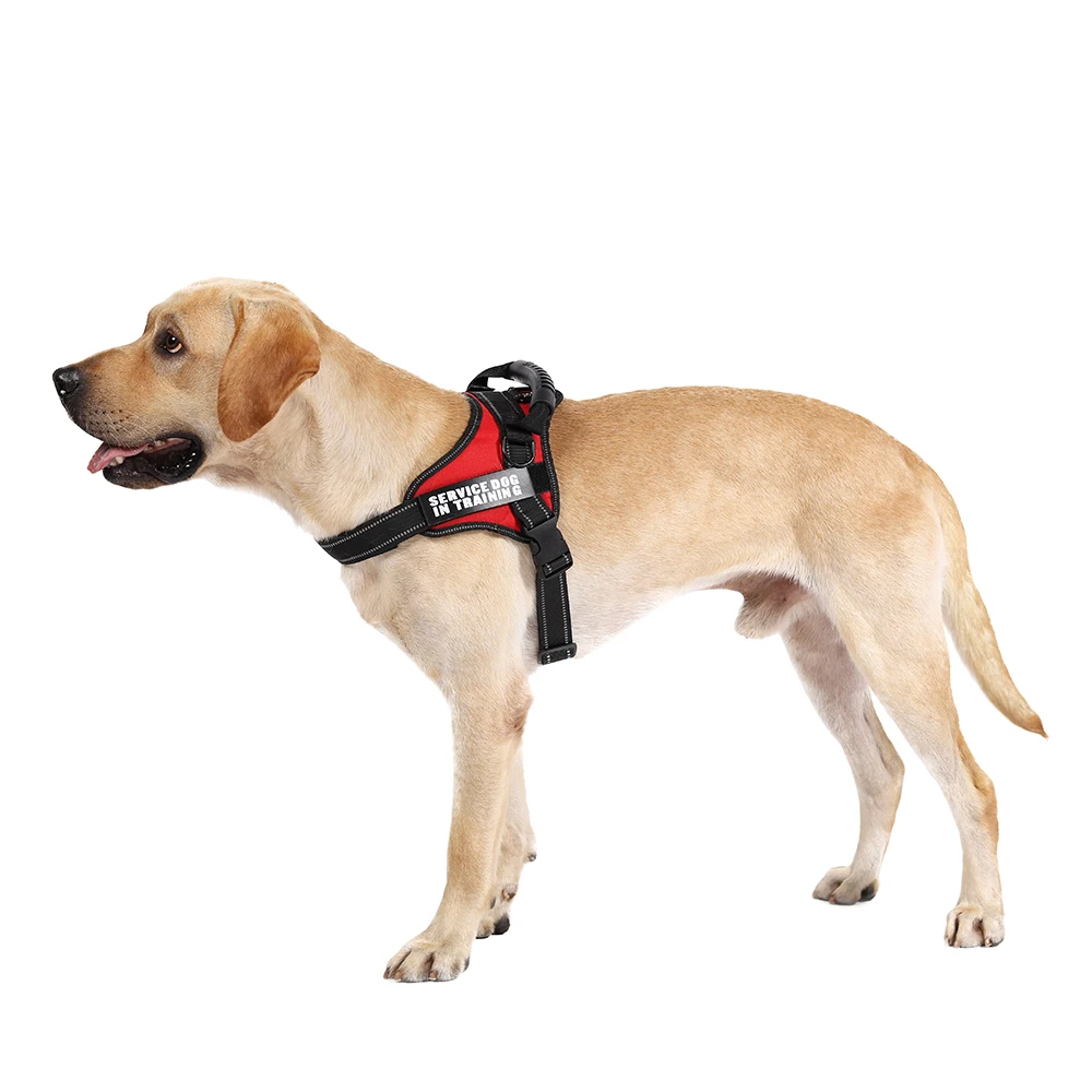 DADUGO-Étiquette Personnalisée avec Nom du Chien, SFP, Autocollants Retirés, Patch d\'Identification, Sangle de Poitrine, 2 Pièces