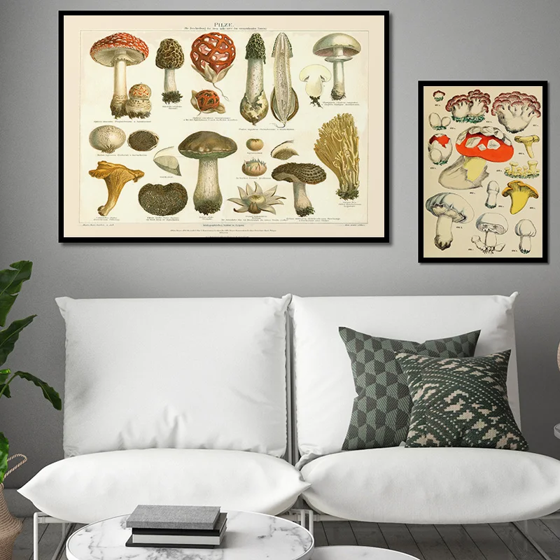 Botanical Educational Poster Mushrooms Champignons Identification Reference Chart Diagram Illustration Wall Art Canvas Painting