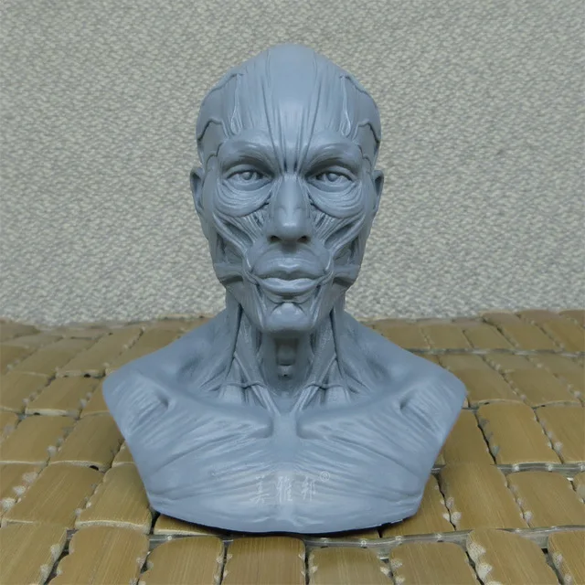 

1: 3 Arts human musculoskeletal 10cm model head carved bust of still life painting art reference skull model free shipping