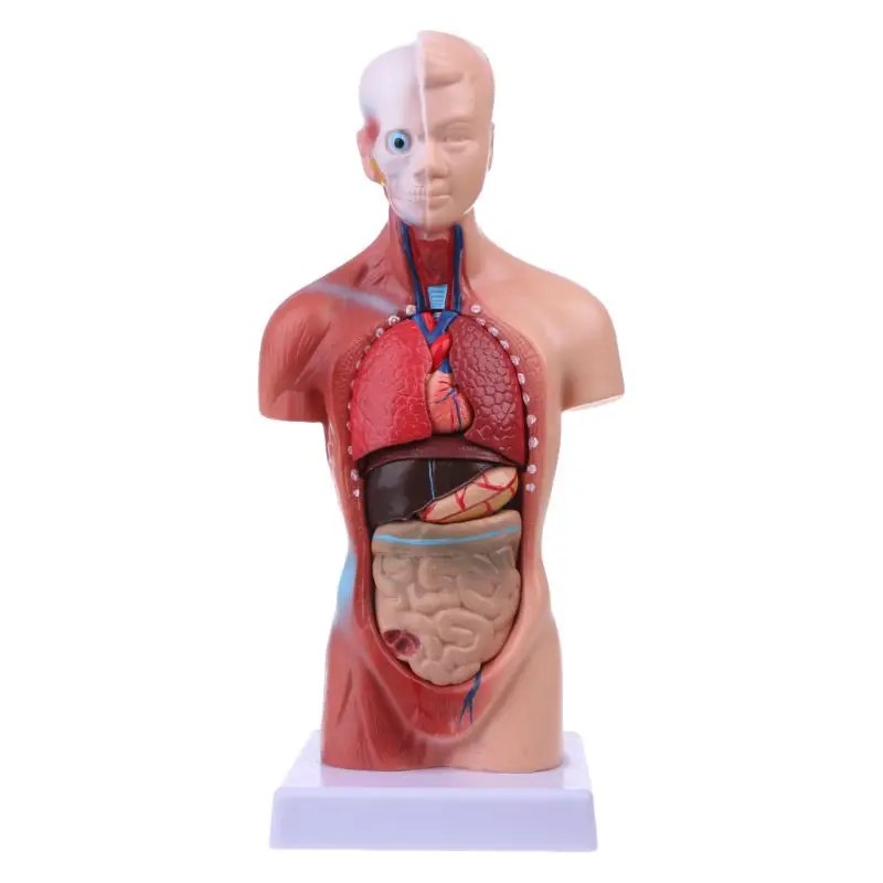 2023 New Human Torso Body Model Anatomy Anatomical Internal Organs For Teaching