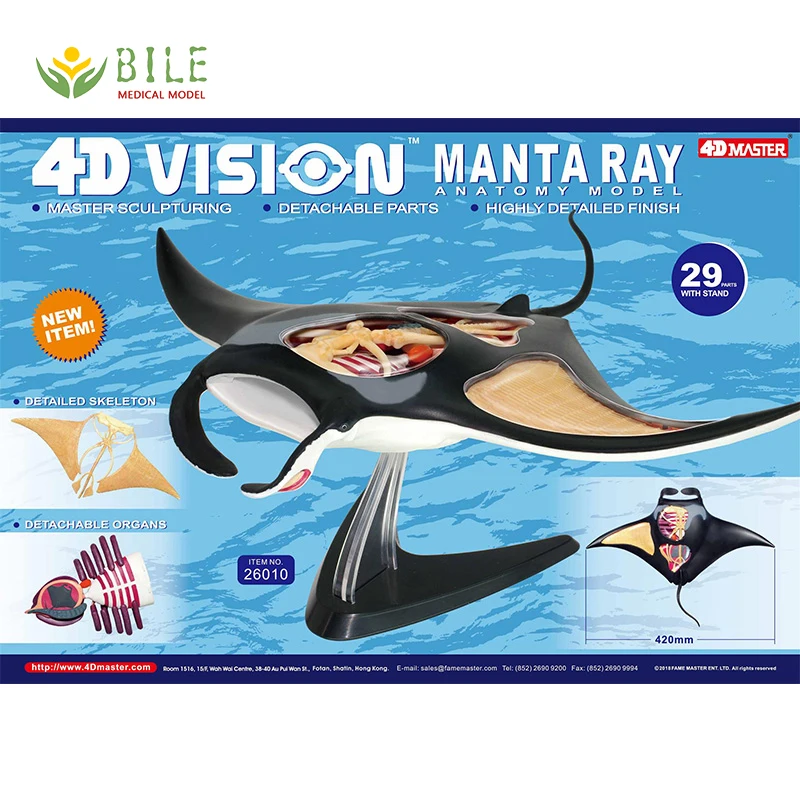 4D Master Artist Jason Freeny Assembled Toy Manta Ray Perspective Skeleton Anatomy Model