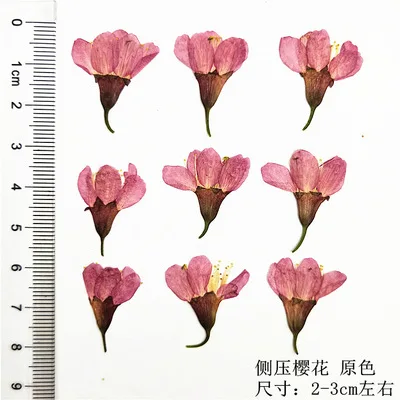 

Pressed Dried Sakura Flowers, Plants Herbarium for Epoxy Resin Jewelry Postcard Photo Frame Candle Craft & Art DIY 3-5cm 240Pcs