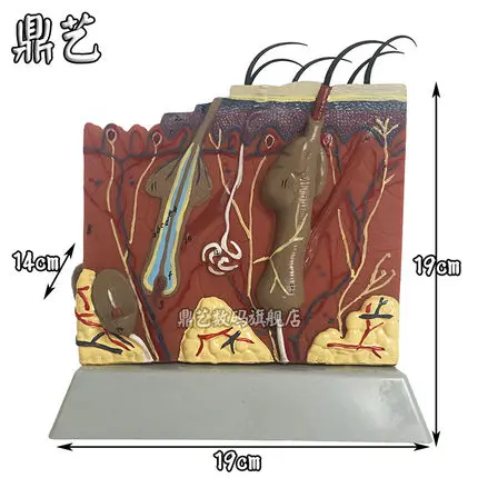 three-dimensional Skin structure model distinct label Biological materials teaching aids 19*19cm free shipping