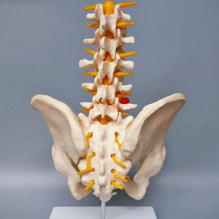 Pelvis with five-section lumbar vertebra joint model Skeletal nerve structure Hip coccyx structure mold Pelvic model