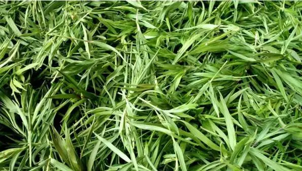 Natural Bamboo Leaf Grass Plant dried Green leaves DIY Decoration material 10g/bag