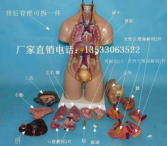55cm Human Torso Model Assembled Medical Model Human Anatomy Body Bisexual Anatomical Model Assembly Science Educational Toys