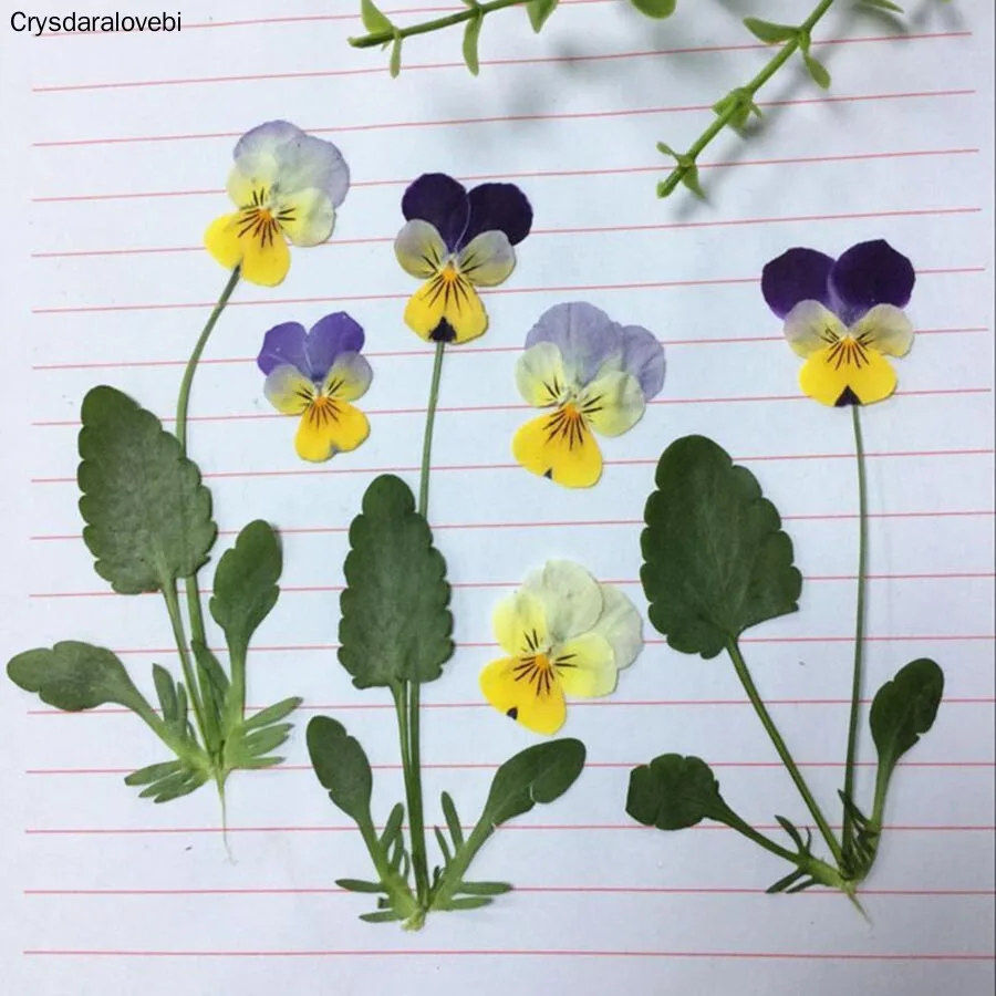 

120 шт высушенные прессованные Pansy Corydalis Suaveolens Hance цветок + листья растения гербарий для ювелирных изделий открытка делая новый