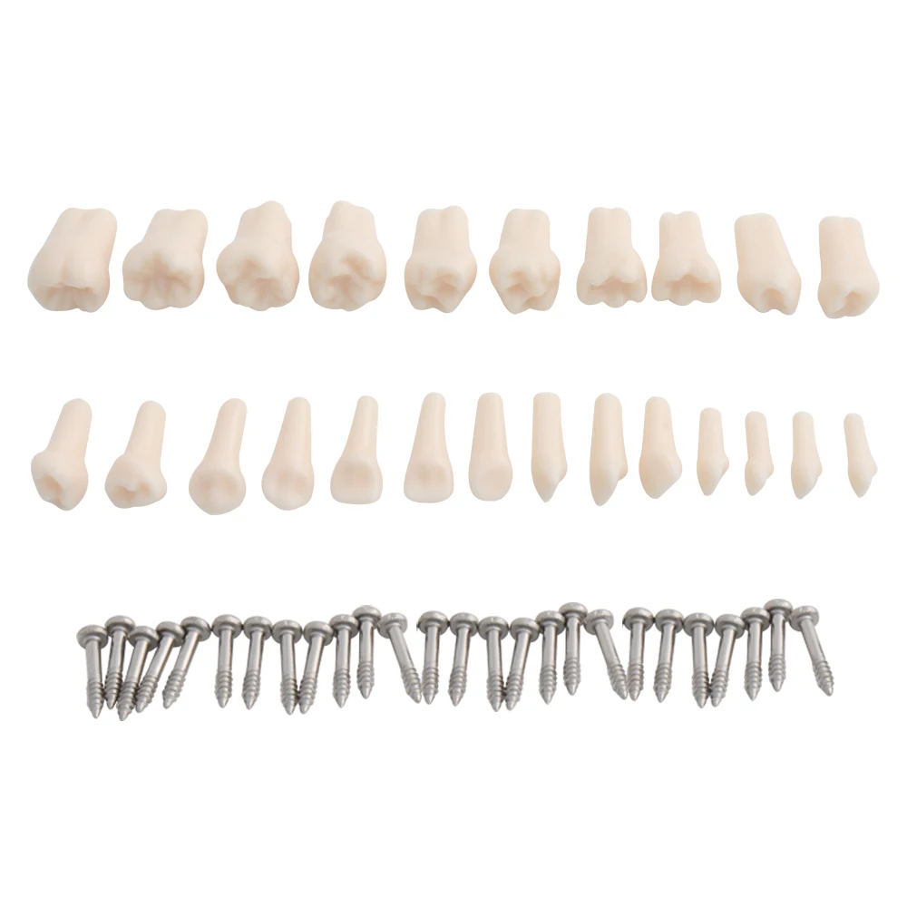 Teeth Model Dental Model Teaching Kid Child Frasaco Style Demonstration Hard Gum 24pcs