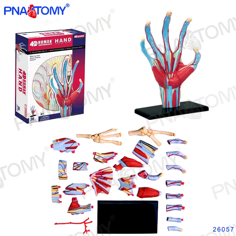 4D MASTER 26057 Human Hand Skeleton Anatomical Model Anatomy DIY Gift Children Puzzle Educational Model Internal Organs