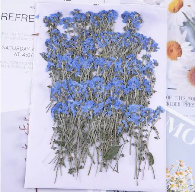 

250pcs Pressed Forget-me-not Myosotis Flowers with Stem Herbarium For Makeup Jewelry Postcard Invitation Card Phone Case DIY 60