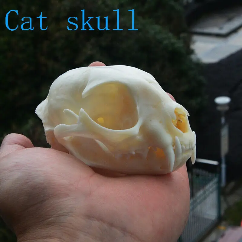 1/5/10Pcs Exquisite Collection of Real Skull Animal Bones for Craft, Home Decor, Specimen Collectibles Study, Special Gifts DIY