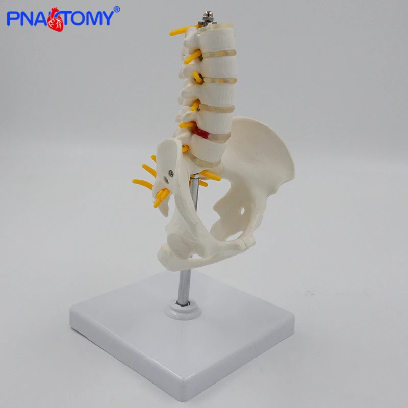 1/2 Life Size Human Pelvic With Five Lumbar Vertebrae and Femur Model Orthopedics Spinal Column Spine Model Skeleton Anatomy