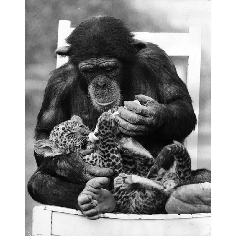 DIY Diamond Painting Funny Animals Gorilla & Leopard Cub Diamond Embroidery Picture Cross Stitch Home Decoration Black White Art