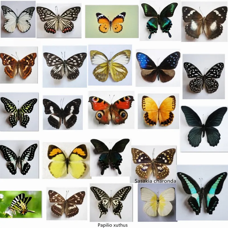 10Pcs Real Natural Unmounted Butterfly Specimen Artwork Material Colorful Mixed Le Papillon Home Decoration DIY