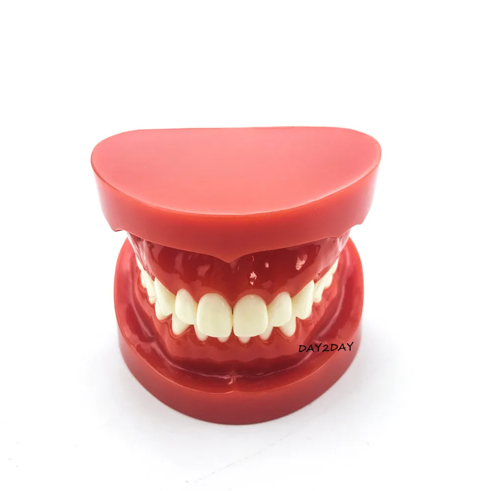 Adult Standard Typodont Demonstration Teeth Model #7004 #7008 Dental Study Teach Model
